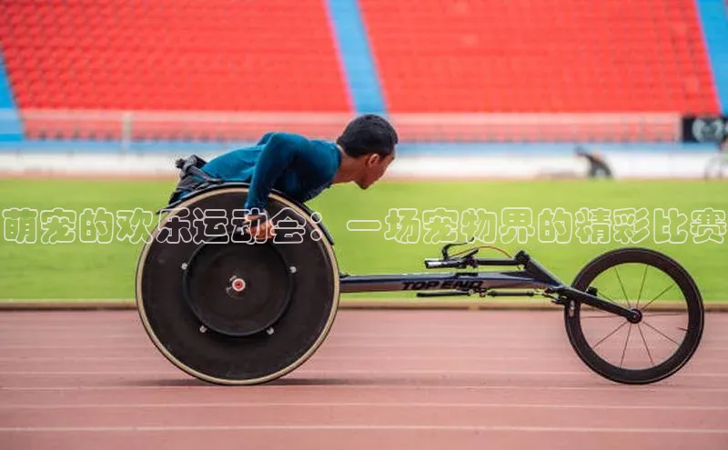 萌宠的欢乐运动会：一场宠物界的精彩比赛